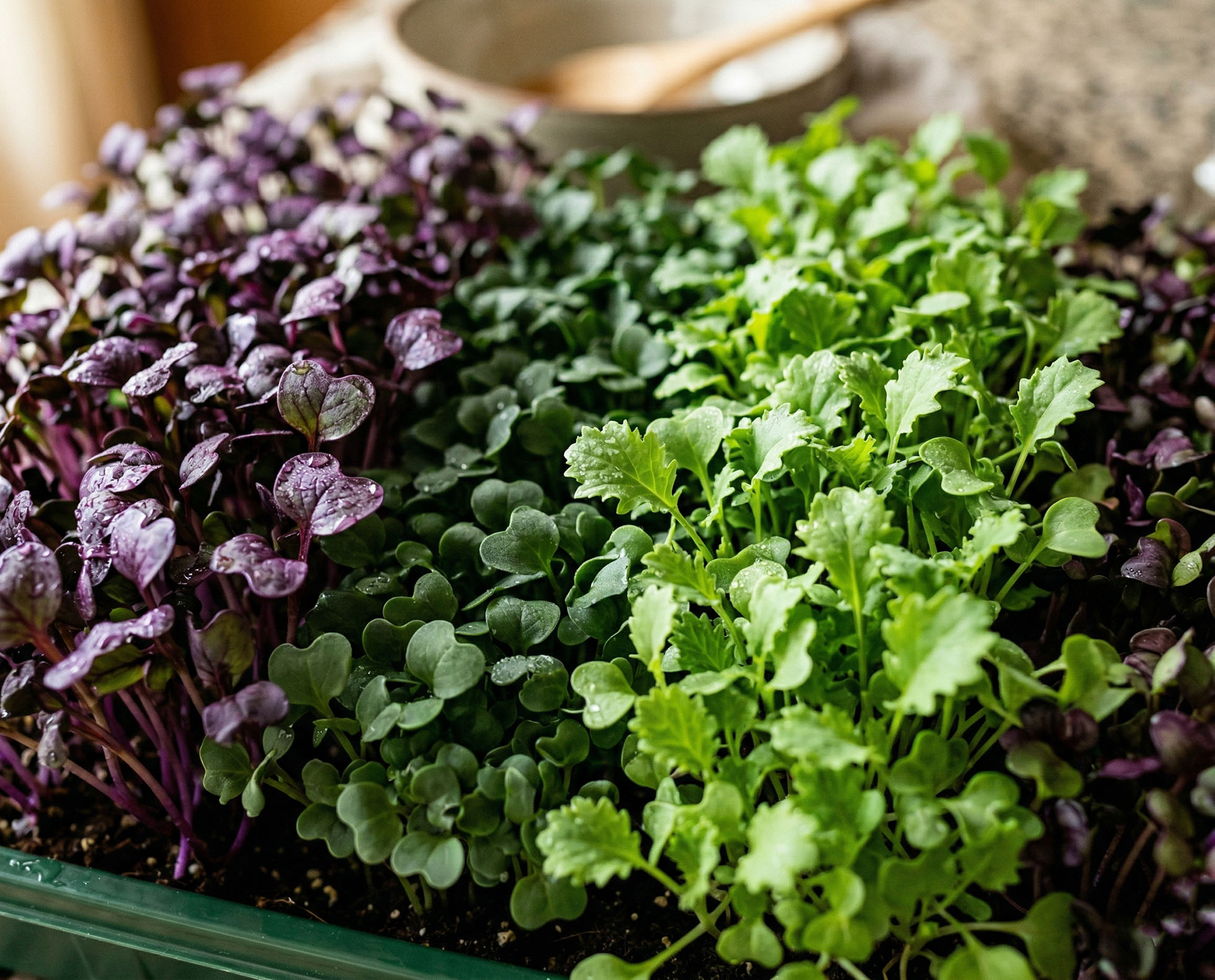 Close-up of brassica microgreen varieties